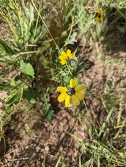 Berlandiera lyrata