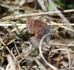 Callophrys polios