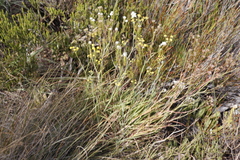 Bupleurum mundii