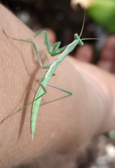 Coptopteryx argentina