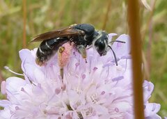 Andrena hattorfiana