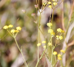 Bupleurum mundii