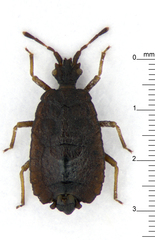 Acaricoris ignotus