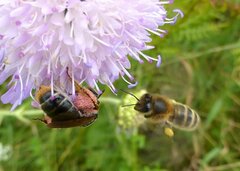Andrena hattorfiana