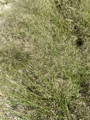 Eragrostis lehmanniana