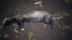 Galictis cuja