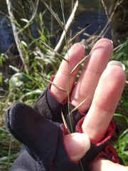 Brachypodium sylvaticum