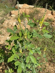 Crotalaria pallida