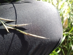 Brachypodium sylvaticum
