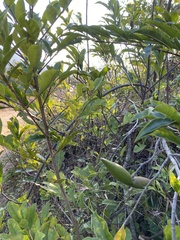 Strophanthus divaricatus