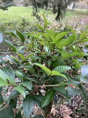Ligustrum lucidum