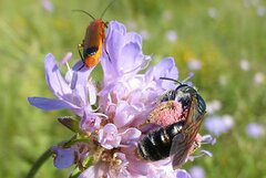 Andrena hattorfiana