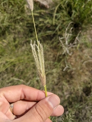 Chloris virgata