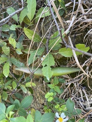 Strophanthus divaricatus