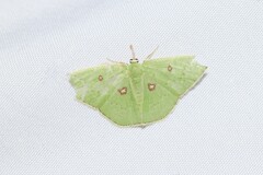 Comostola leucomerata