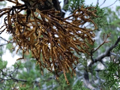 Phoradendron juniperinum