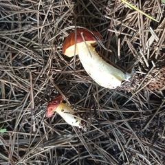 Suillus mediterraneensis