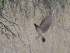 Plocepasser mahali mahali