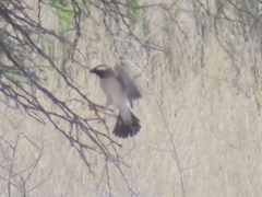 Plocepasser mahali mahali