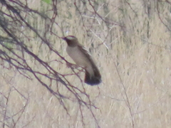 Plocepasser mahali mahali