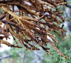 Phoradendron juniperinum