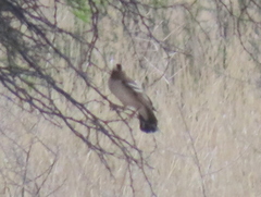 Plocepasser mahali mahali