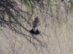 Plocepasser mahali mahali