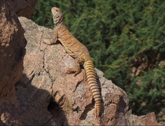 Uromastyx ornata