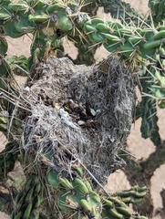 Campylorhynchus brunneicapillus