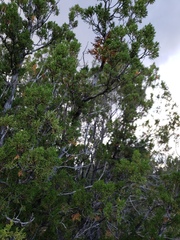 Phoradendron juniperinum