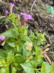 Mirabilis