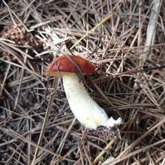 Suillus mediterraneensis
