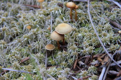 Kuehneromyces lignicola