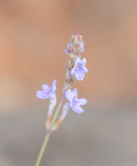 Lavandula nimmoi image