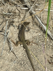 Aspidoscelis tesselatus