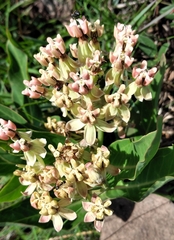 Asclepias mellodora