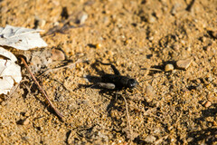 Gryllus pennsylvanicus