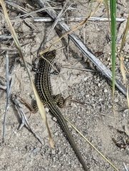 Aspidoscelis tesselatus