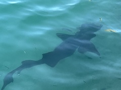 Ginglymostoma cirratum