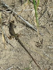 Aspidoscelis tesselatus