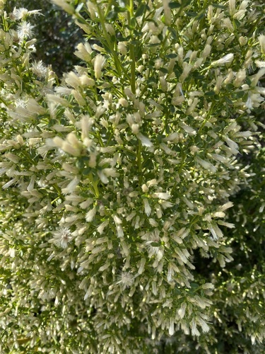 iNaturalist observation photo of coyote brush
