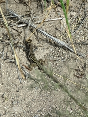 Aspidoscelis tesselatus