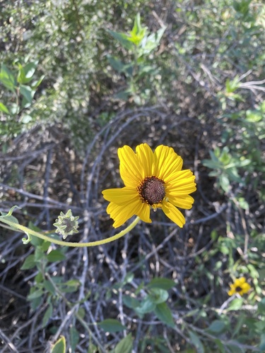 iNaturalist observation photo of California brittlebush