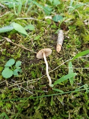Inocybe radiata