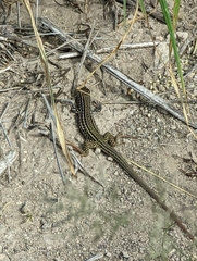 Aspidoscelis tesselatus