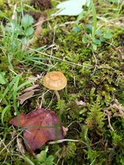 Inocybe radiata