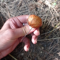 Suillus mediterraneensis