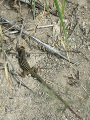 Aspidoscelis tesselatus