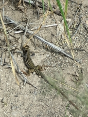 Aspidoscelis tesselatus