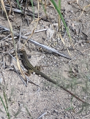 Aspidoscelis tesselatus